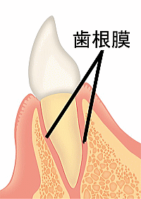 歯根膜イラスト